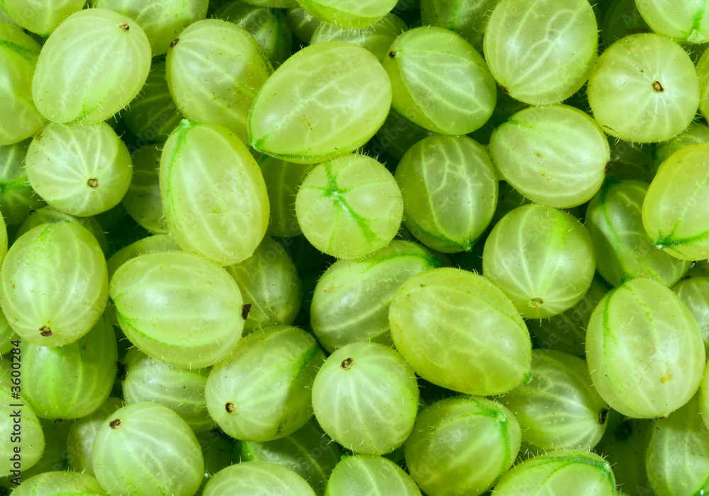 Freshly picked green gooseberries. Freshly picked green gooseberries.