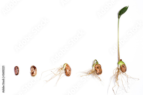 Stages of germination of a runner bean.