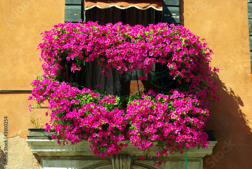 Geranium on a balcony