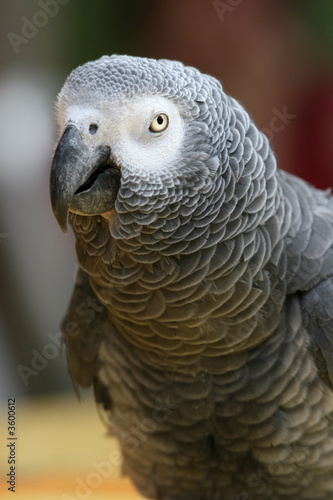 Perroquet - Gris du gabon