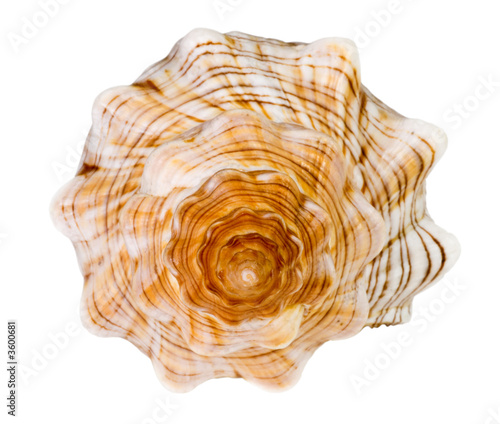 Sea shell isolated on white. Pike view. Clipping path included.