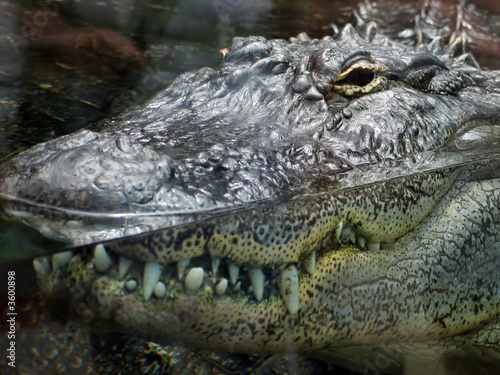 Close-up view of crocodile 