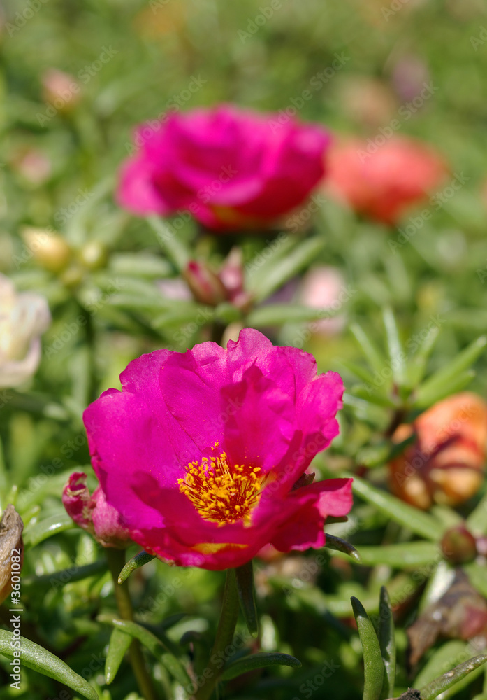 Summer,garden - flowers. Summer,garden - flowers.