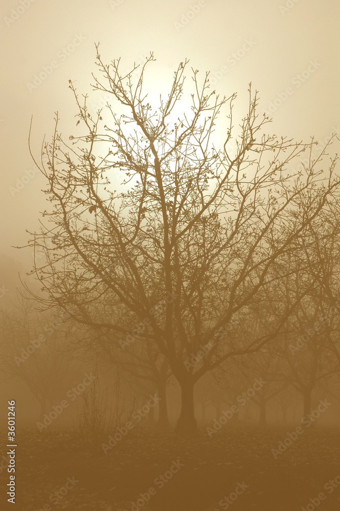 Sunrise Through a Silhouette of Bare Walnut Trees in Fog Sunrise Through a Silhouette of Bare Walnut Trees in Fog