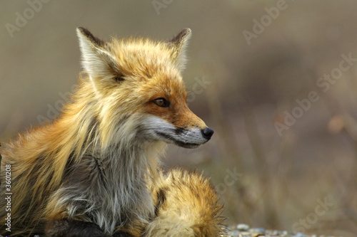 RENARD ROUX (RED FOX) (VULPES VULPES).