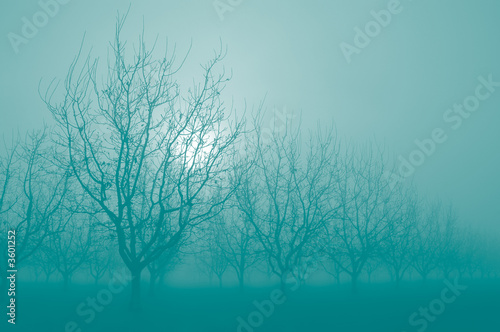 Wallpaper Mural Turquoise Sunrise Through  Silhouette Bare Walnut Trees in Fog Torontodigital.ca
