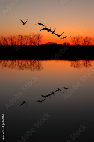 Silhouette and Reflection of Canadian Geese at Red Sunset