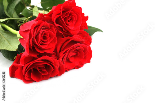 Red roses for Valentines Day or another special day - isolated.