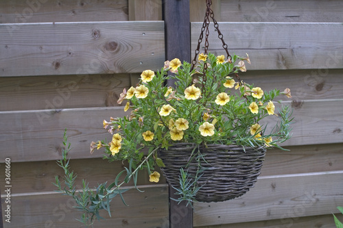 Hanging basket
