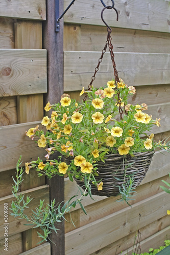 Hanging basket with yellow flowers