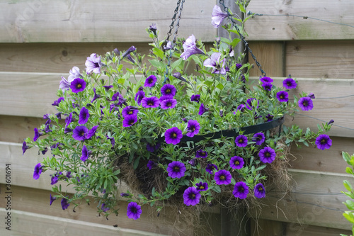 Hanging basket with purple flowers
