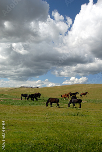 Horses in Vast Green Field under Dramatic Spring Sky