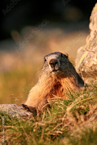 marmotte