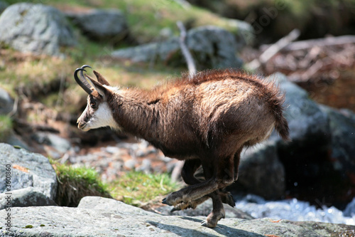 CHAMOIS , PARC NATIONAL DU MERCANTOUR..ALPES..FRANCE..