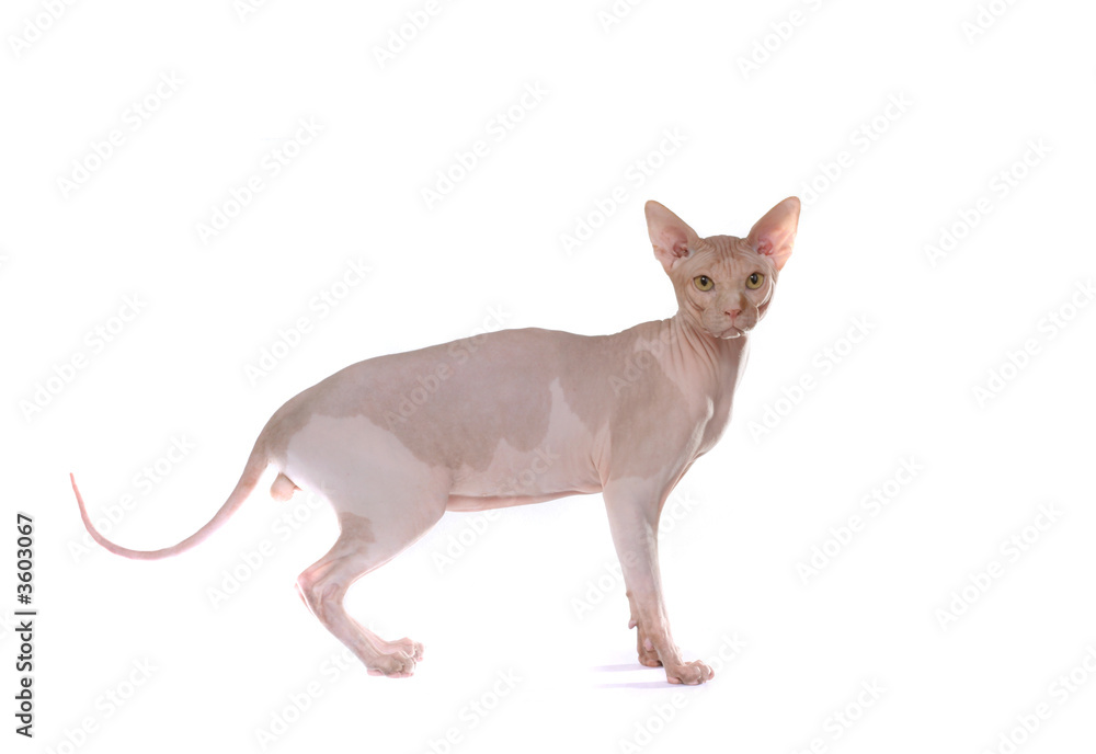  sphinx cat isolated on withe