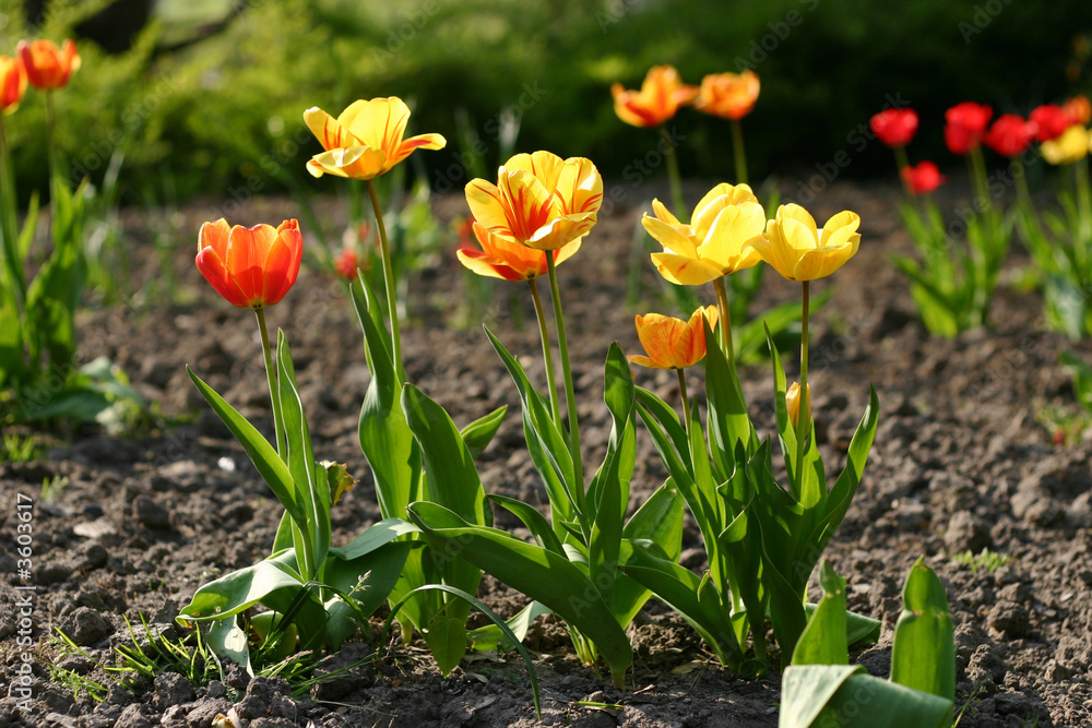 Red and yellow tulips (selective focus on the one in the front) Red and yellow tulips (selective focus on the one in the front)