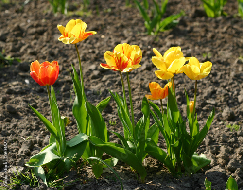 Row of yellow and red tulips (backlit)