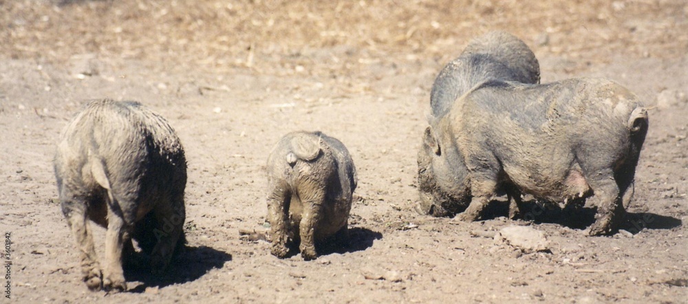 Fototapeta premium petits cochons
