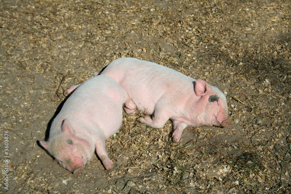 Couple of the sleeping pigs on the floor Couple of the sleeping pigs on the floor