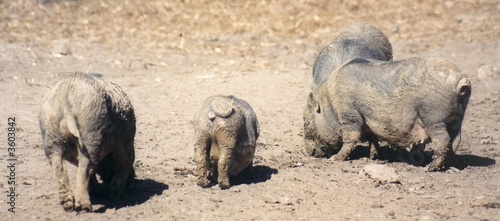 petits cochons photo