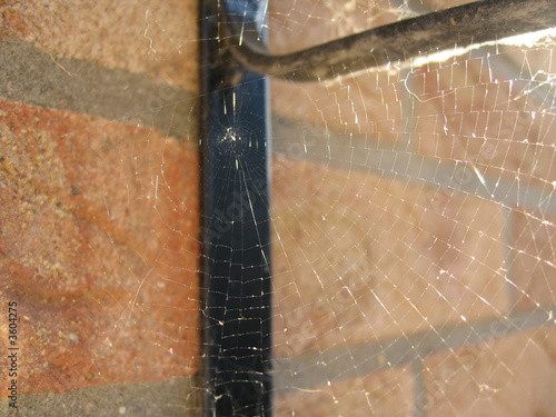 Spiders Web