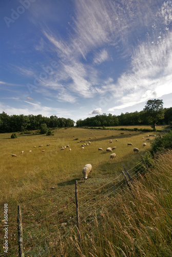 les brebis et le ciel