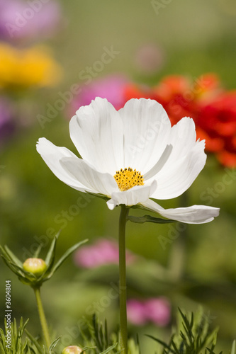Pretty White Cosmos Flower 2