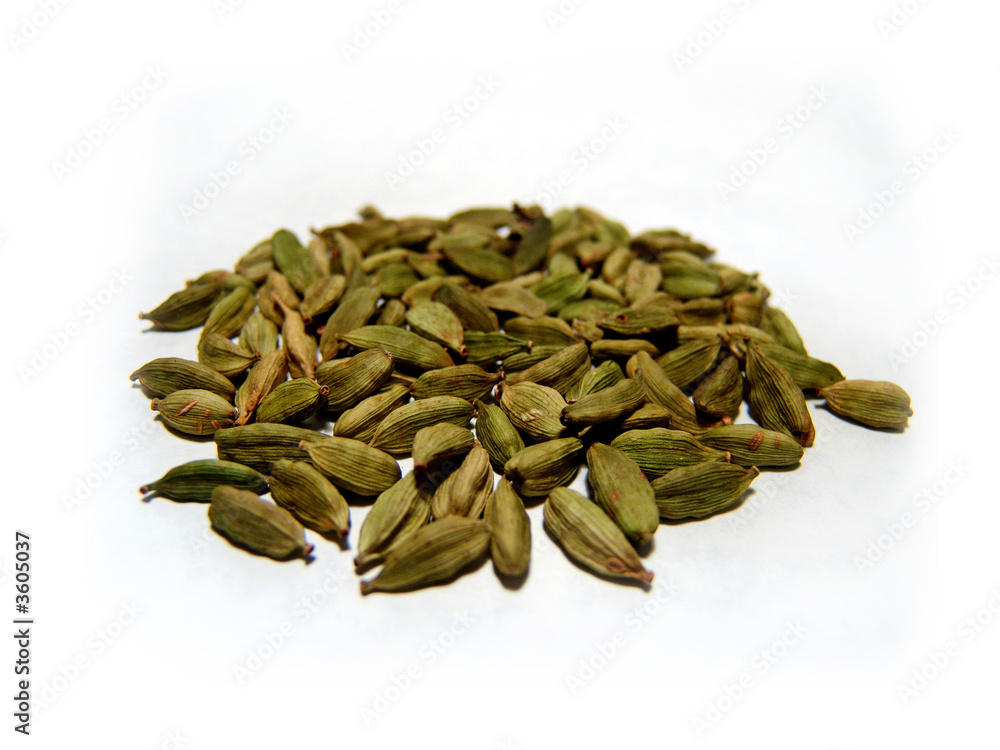 Spice theme. Fennel. Isolated on white Spice theme. Fennel. Isolated on white