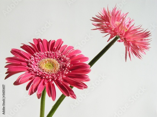 amaranthine marigold flowers photo