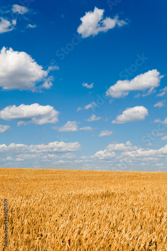 Golden wheat field below beautiful blue sky 2  portrait 