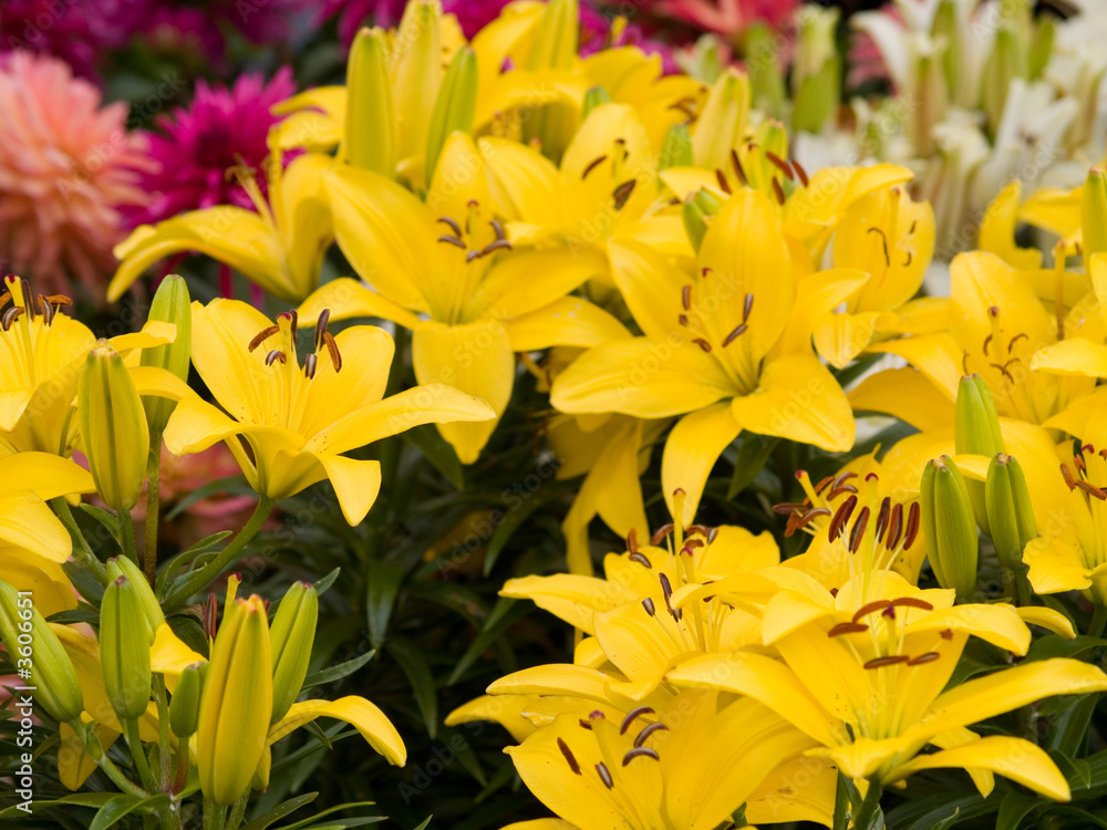 Obraz premium yellow lily