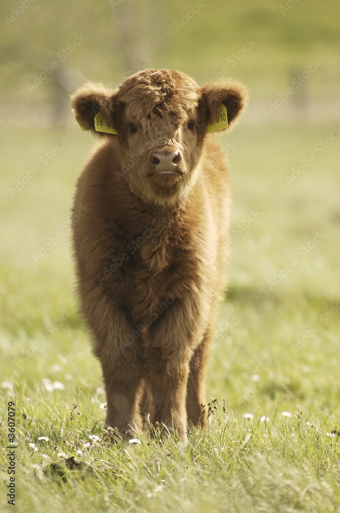 Fototapeta premium Galloway calf on meadow