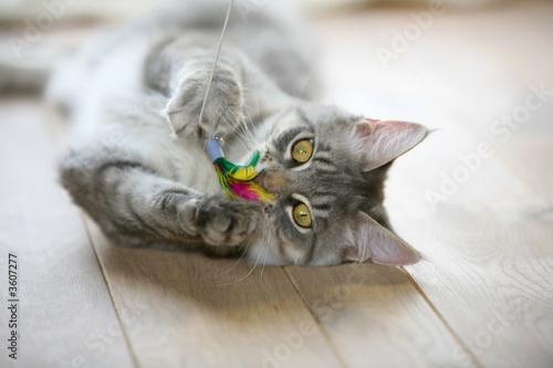 Cute gray kitten lying on a wooden floor playing with it's toy