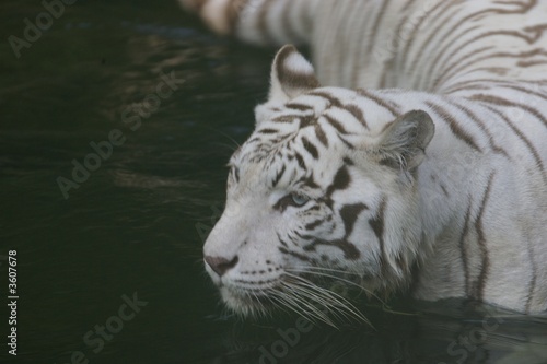 White Tiger