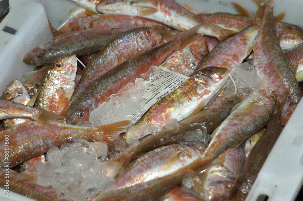 PESCA-45