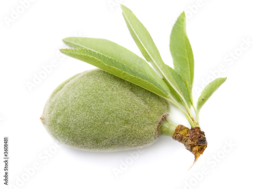 Young nut of almonds on a white isolated background