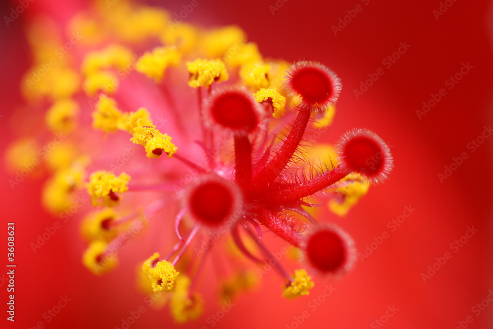 Macro su bocciolo Macro su bocciolo