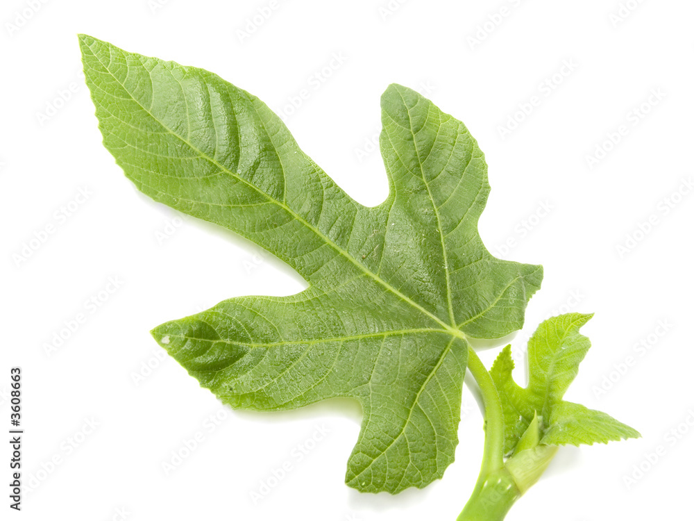 The leaf of a tree of a fig it is isolated on a white background The leaf of a tree of a fig it is isolated on a white background