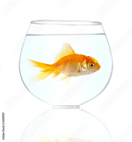 Gold small fish in an aquarium on a white background.