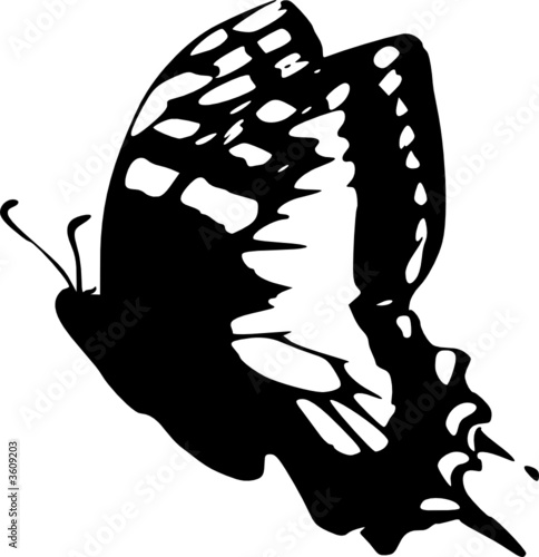 farfalla