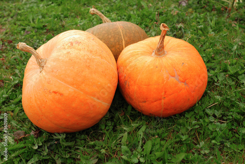 Three pumpkins