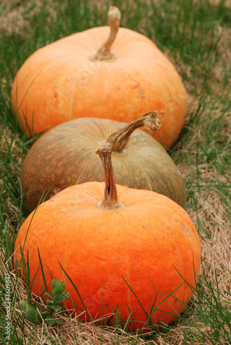 Three pumpkins