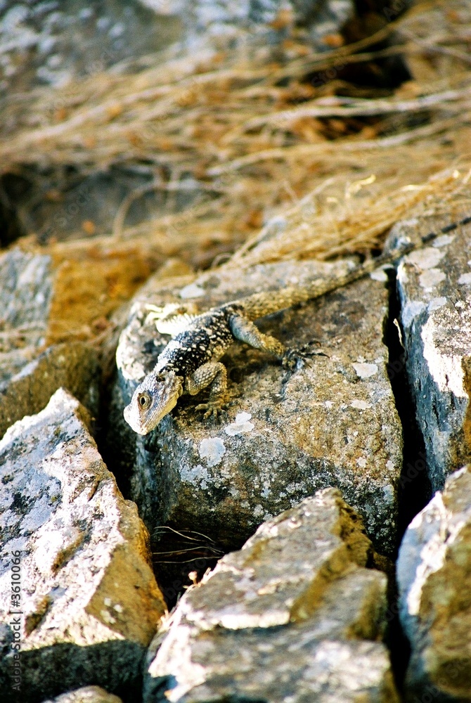 Naklejka premium lizard