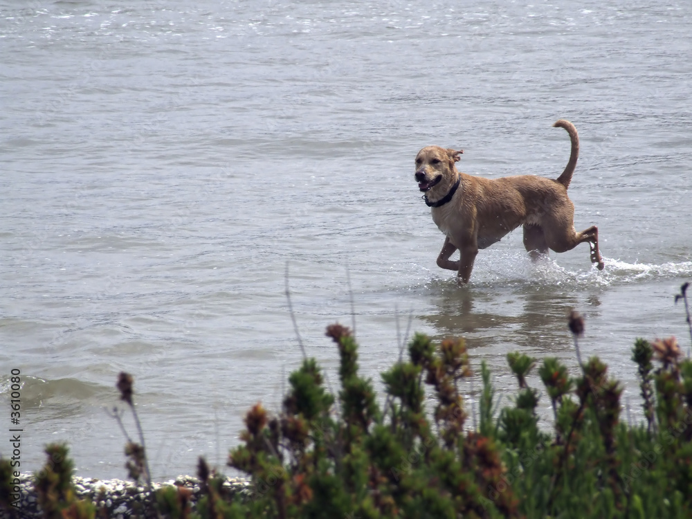 cane che corre nel mare