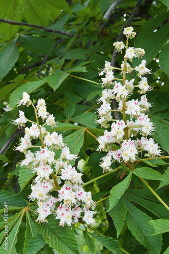 Close-up of blooming chestnut tree flowers