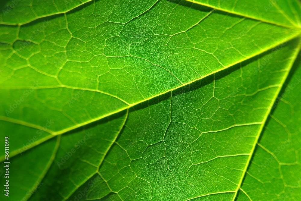 green leaf green leaf