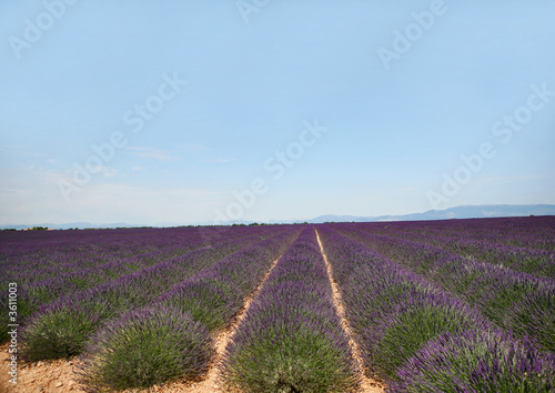 Champs de lavandin en provence