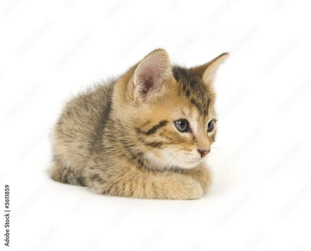 A kitten rests while sitting on a white background A kitten rests while sitting on a white background
