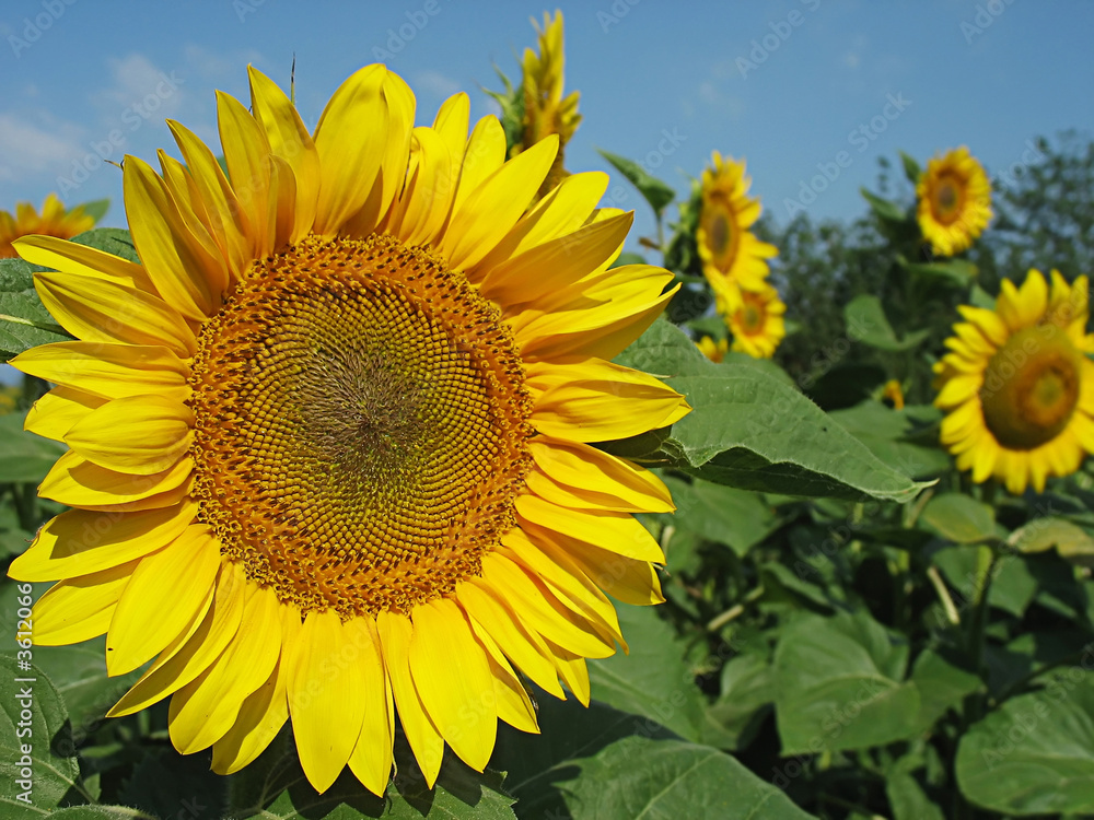 sunflower