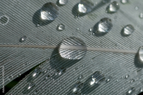 Water Drops on a Pigeon Feather